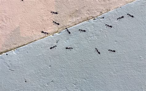 為何螞蟻那麼多 牆壁水平裂縫